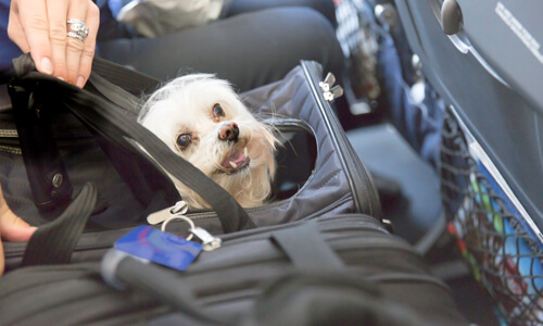 Maltese dog, traveling on a plane, poking his head out of carry-on luggage.